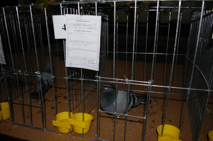 DSC_8384 - Expo 2012 Arges