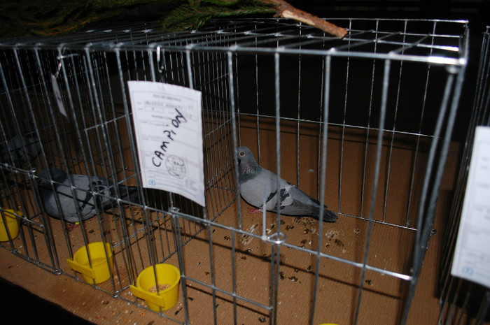 DSC_8385 - Expo 2012 Arges