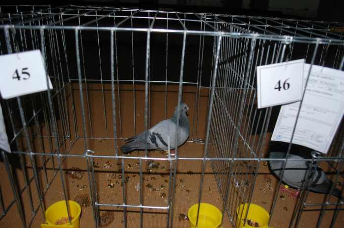 DSC_8387 - Expo 2012 Arges