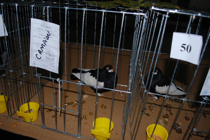 DSC_8394 - Expo 2012 Arges