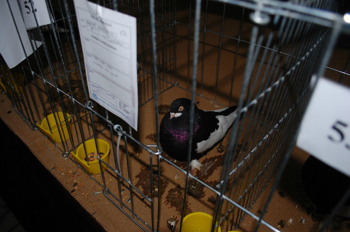 DSC_8397 - Expo 2012 Arges