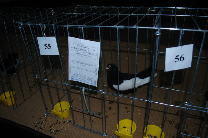 DSC_8400 - Expo 2012 Arges