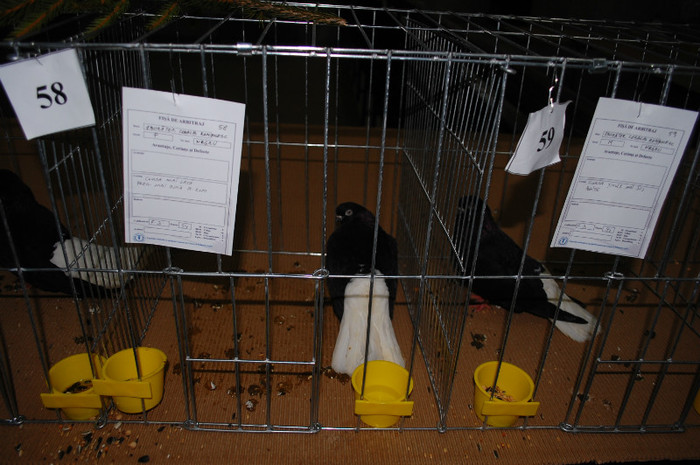 DSC_8403 - Expo 2012 Arges