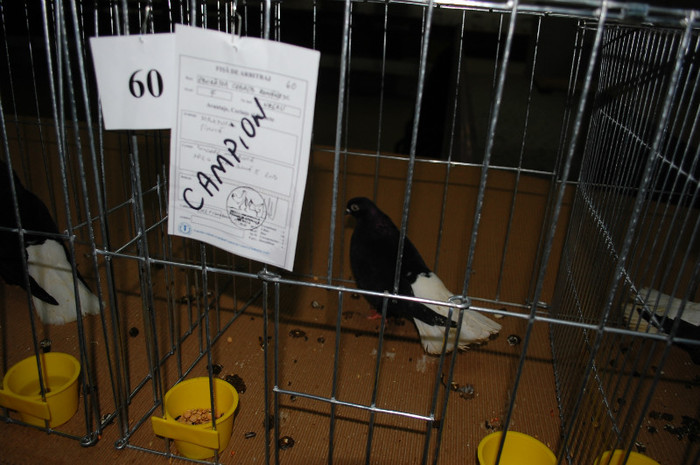 DSC_8405 - Expo 2012 Arges