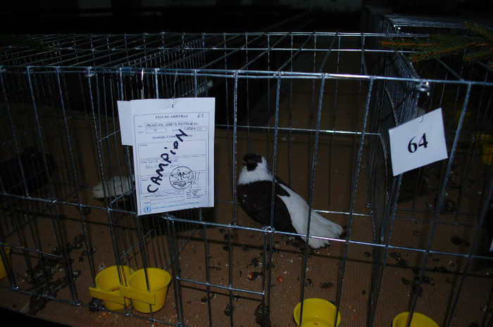 DSC_8409 - Expo 2012 Arges