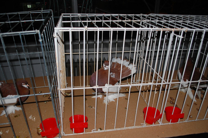 DSC_8430 - Expo 2012 Arges