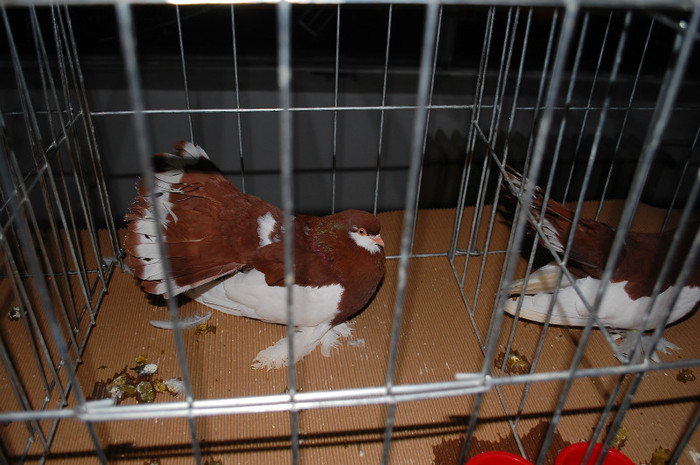 DSC_8433 - Expo 2012 Arges