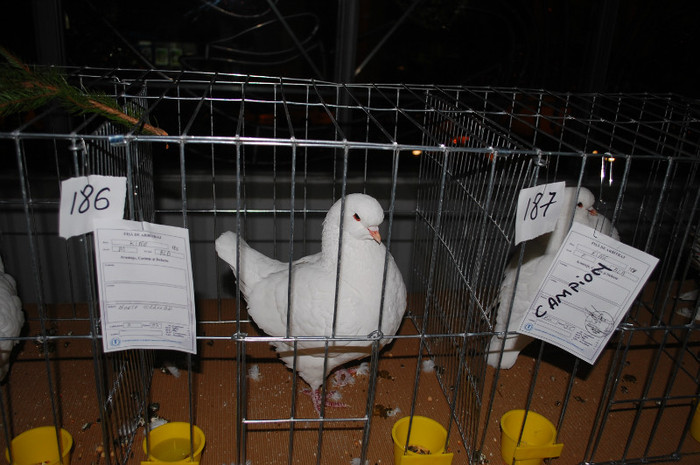 DSC_8437 - Expo 2012 Arges