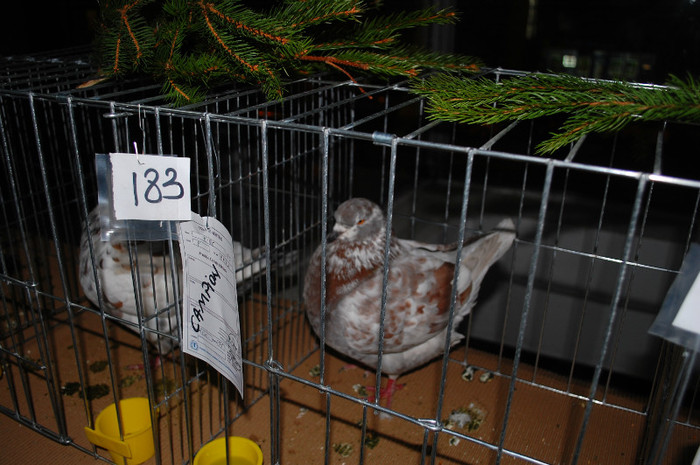 DSC_8439 - Expo 2012 Arges