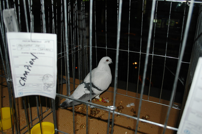 DSC_8445 - Expo 2012 Arges