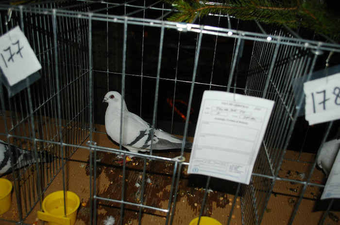 DSC_8447 - Expo 2012 Arges