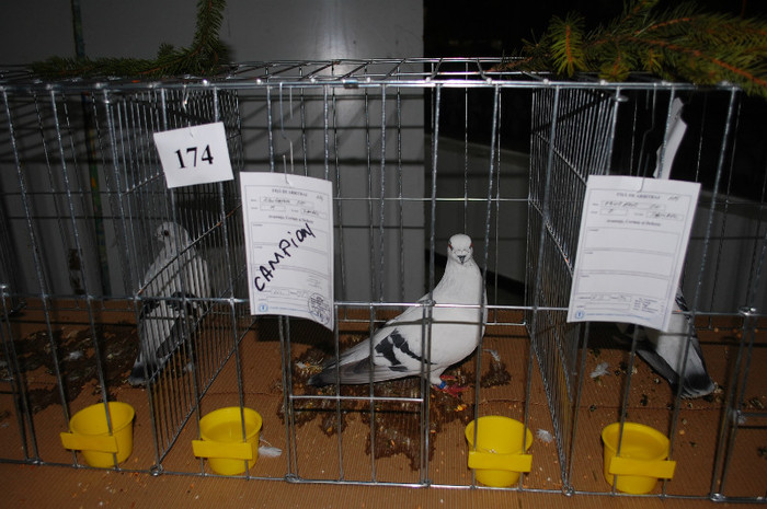 DSC_8451 - Expo 2012 Arges