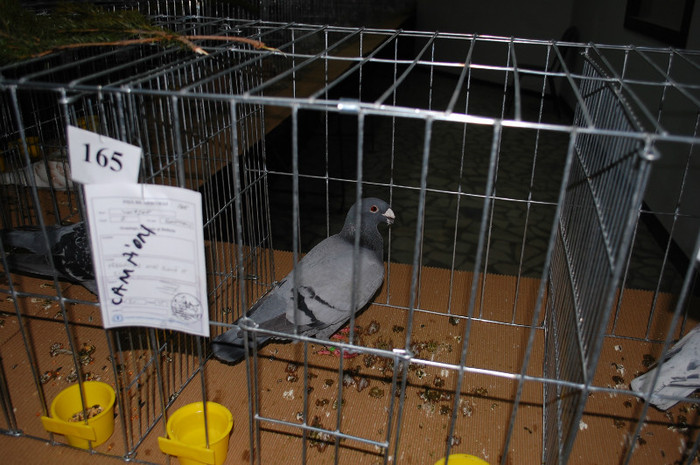 DSC_8459 - Expo 2012 Arges