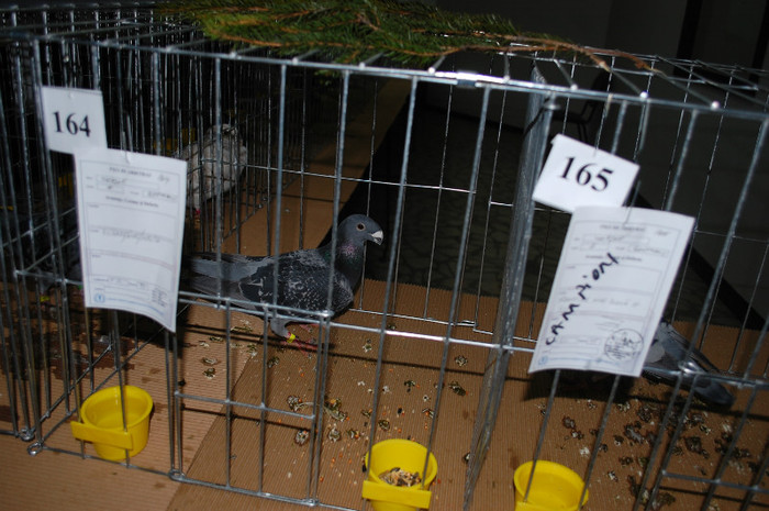 DSC_8464 - Expo 2012 Arges