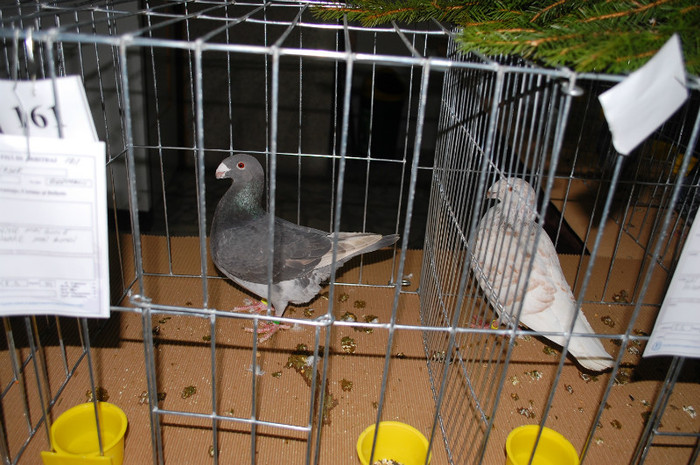 DSC_8467 - Expo 2012 Arges