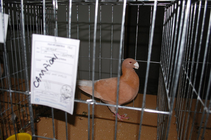 DSC_8470 - Expo 2012 Arges