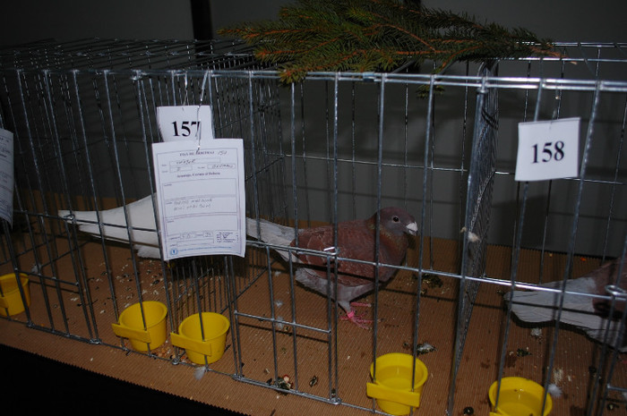 DSC_8474 - Expo 2012 Arges