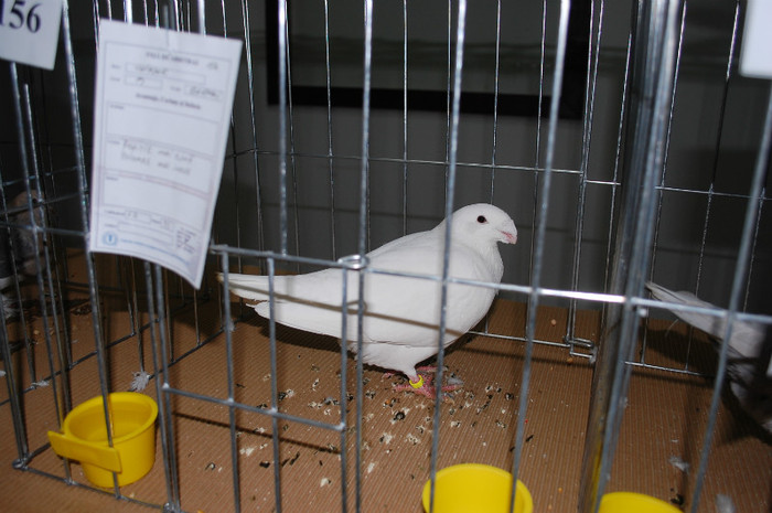 DSC_8476 - Expo 2012 Arges