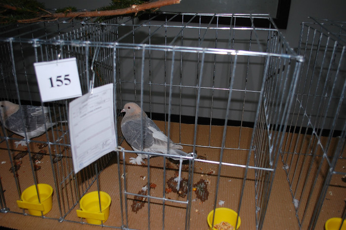 DSC_8478 - Expo 2012 Arges