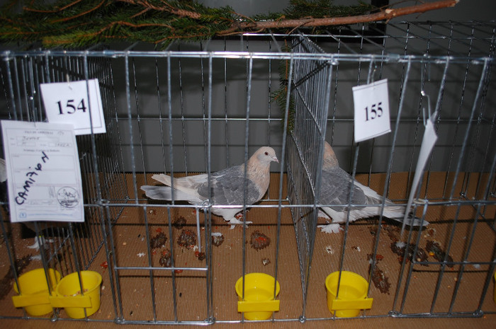 DSC_8479 - Expo 2012 Arges