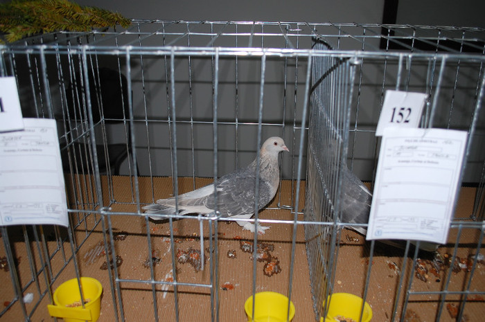 DSC_8483 - Expo 2012 Arges