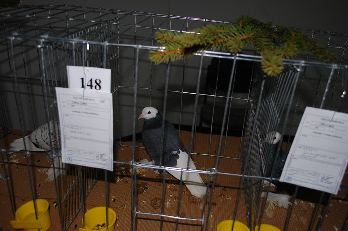 DSC_8486 - Expo 2012 Arges