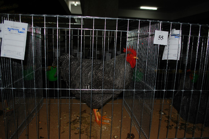 DSC_8160 - 2012 Expo Arges Ianuarie