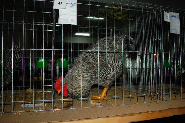 DSC_8166 - 2012 Expo Arges Ianuarie
