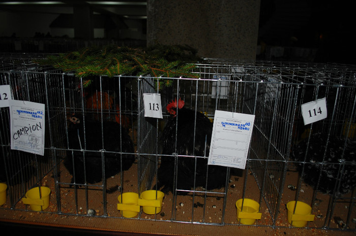 DSC_8197 - 2012 Expo Arges Ianuarie