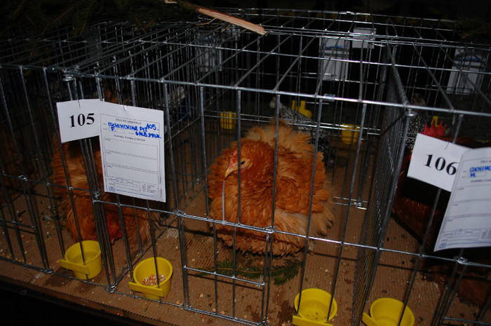 DSC_8209 - 2012 Expo Arges Ianuarie