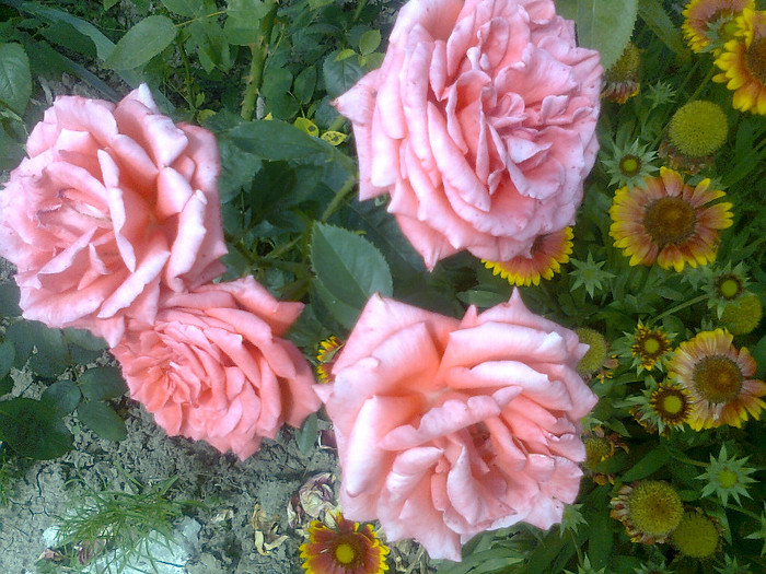 Fotografie1484 - trandafiri de vanzare