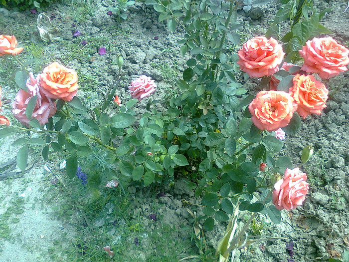 Fotografie1485 - trandafiri de vanzare