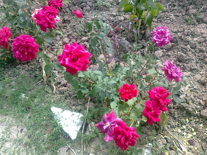 Fotografie1486 - trandafiri de vanzare