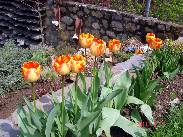 DSC09907 - Lalele 2011