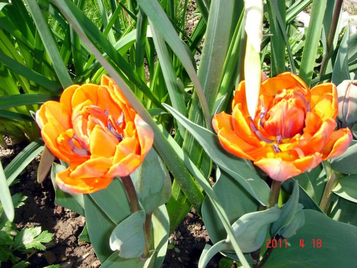 DSC09924 - Lalele 2011