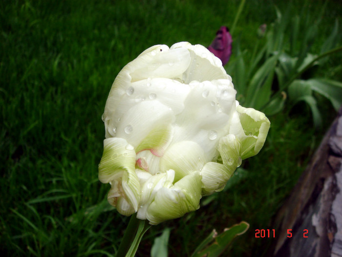 DSC00012 - Lalele 2011