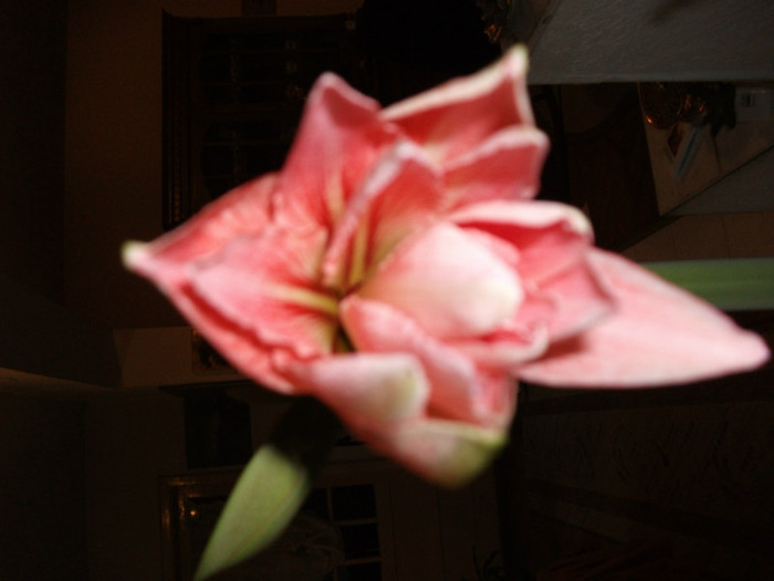 DSCF0534 - Amaryllis