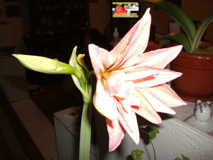 DSCF0537 - Amaryllis