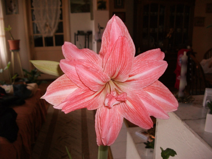 DSCF0538 - Amaryllis