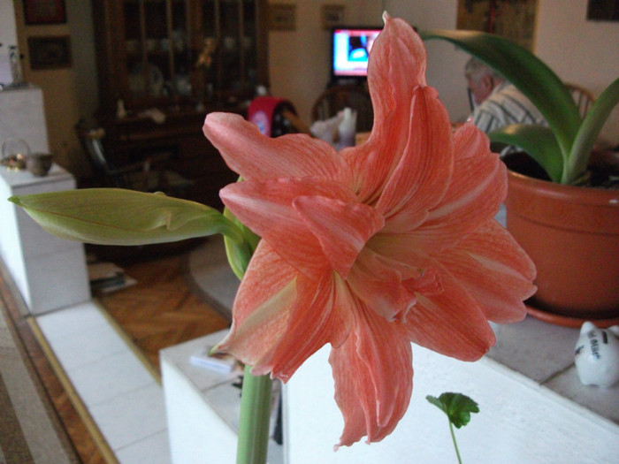 DSCF0541 - Amaryllis