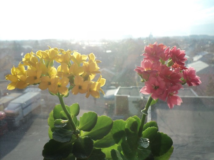 DSC02540 - 2012_Kalanchoe