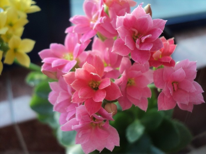 DSC02545 - 2012_Kalanchoe