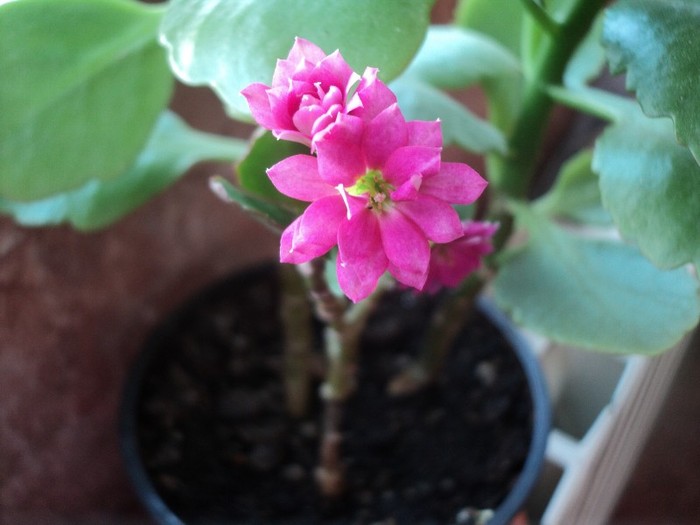 DSC02547 - 2012_Kalanchoe