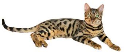 pisica bengaleza - pisici