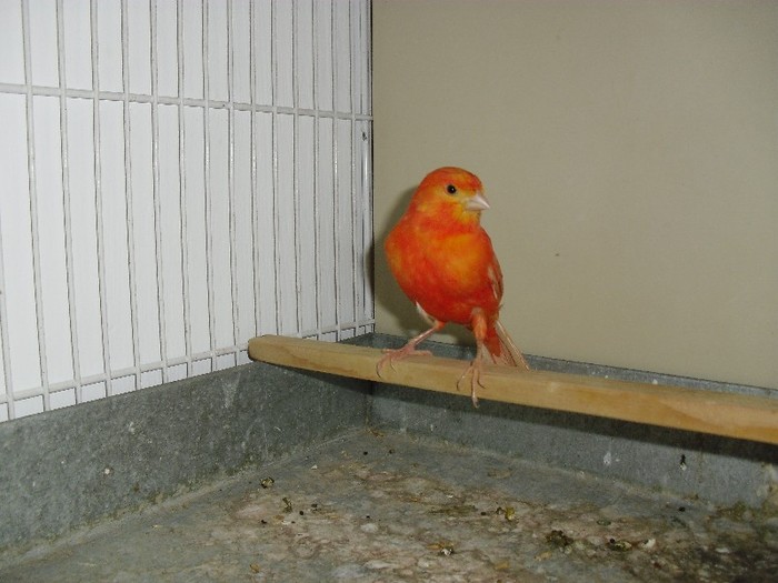 CIMG1999 - CANARI