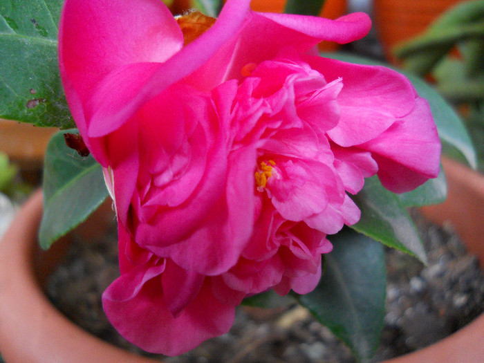 camelia"debbie"