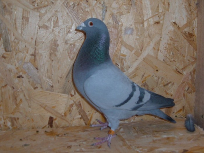 M 444300 2007 - Matca
