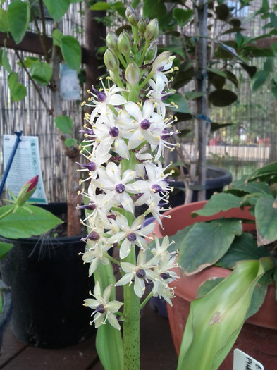 21.01.12 - Eucomis pineaplle lily