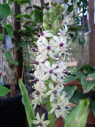  - Eucomis pineaplle lily