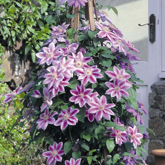 Doctor Ruppel - Comanda clematis in Polonia primavara 2012